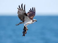 Osprey, Narragansett, RI