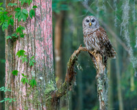 Barred Owl, South Carolina
