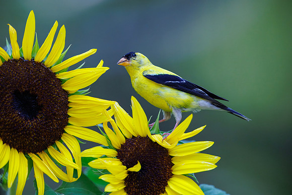 Goldfinch, Exeter, RI