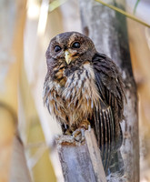 Mottled Owl, Costa Rica