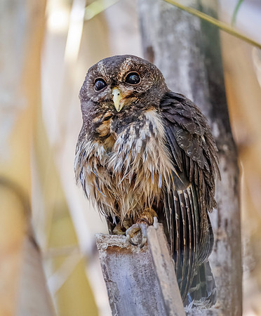 Mottled Owl, Costa Rica
