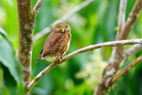 Central American Pigmy Owl, Costa Rica