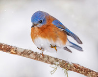 Eastern Bluebird, Exeter, RI