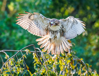 Red-tailed Hawk Landing, Exeter, RI