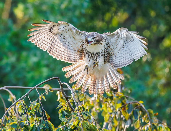 Red-tailed Hawk Landing, Exeter, RI