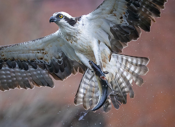 Osprey Closeup, Massachusetts