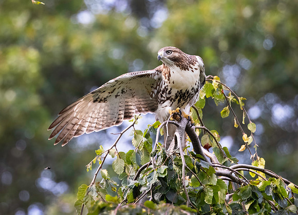 Red-tailed Hawk, Exeter, RI