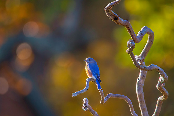 Eastern Bluebird, Conanicut Island