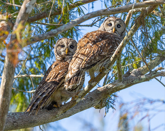 Barred Owl Couple, Florida