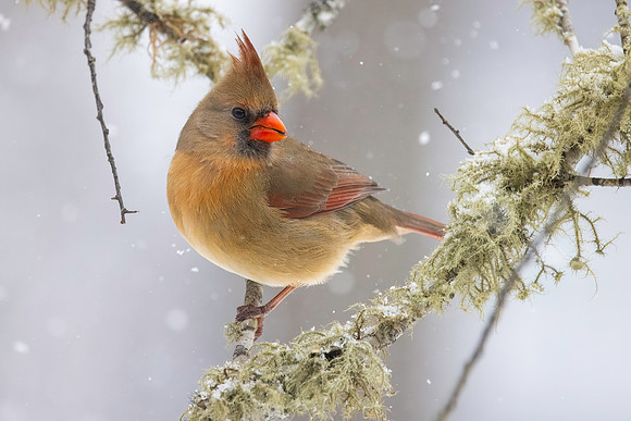 Northern Cardinal (female), Exeter, RI