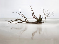 Bull Island