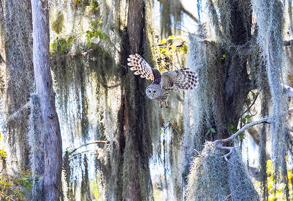 Barred Owl in the Mangroves, Florida