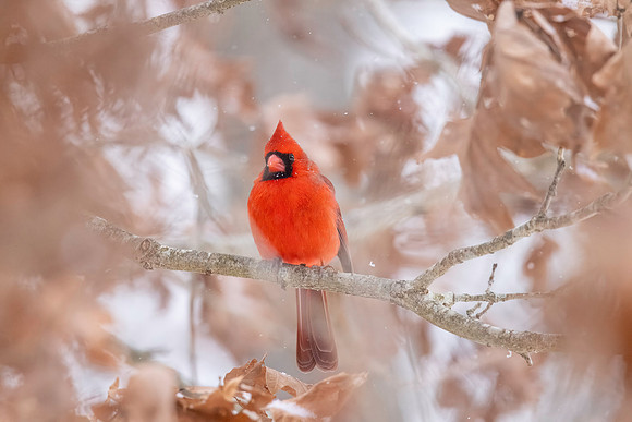Northern Cardinal (male), Exeter, RI