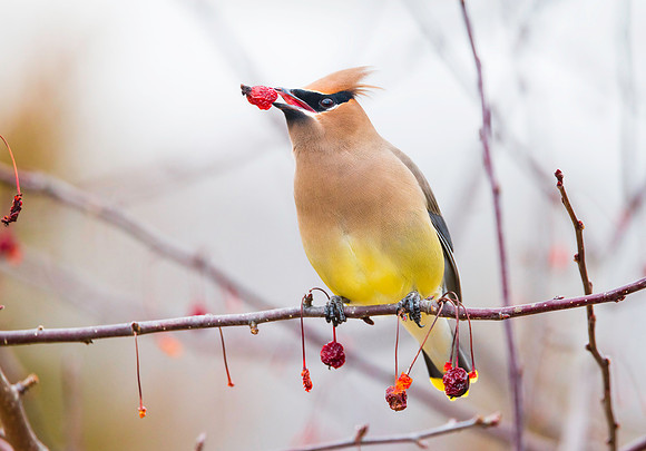 Cedar Waxwing, Conanicut Island